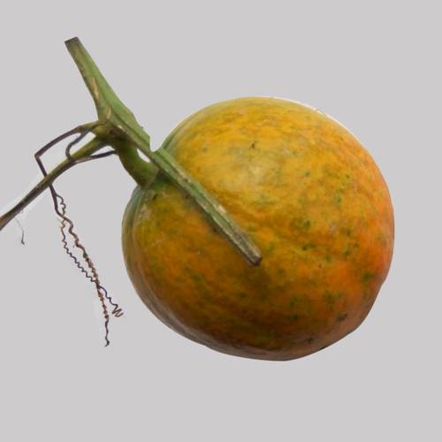 Gua Lou (Snake gourds) plant