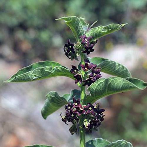 Bai Wei (Swallow-wort roots) plant