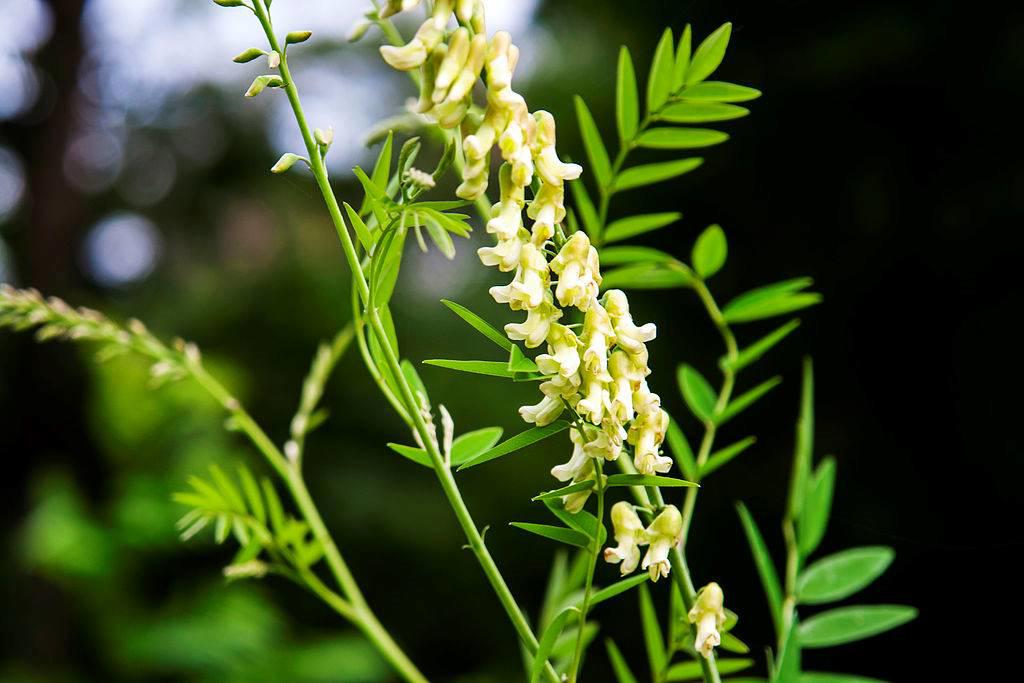 Ku Shen (Sophora roots) plant