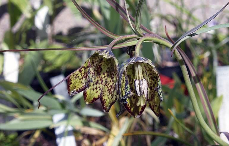 Chuan Bei Mu (Sichuan Fritillary bulbs) plant