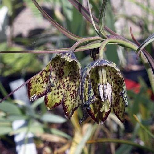 Chuan Bei Mu (Sichuan Fritillary bulbs) plant