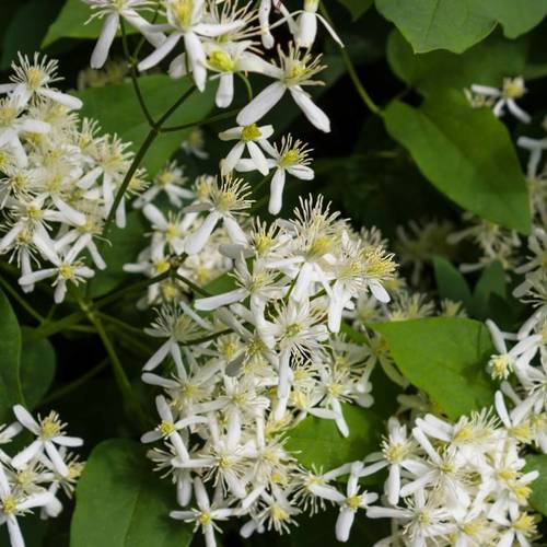 Wei Ling Xian (Clematis roots) plant