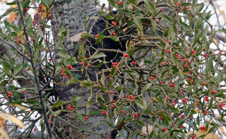 Hu Ji Sheng (Mistletoe) plant