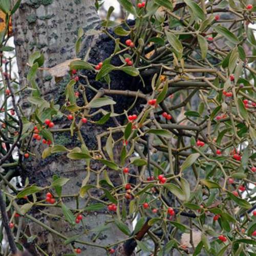 Hu Ji Sheng (Mistletoe) plant