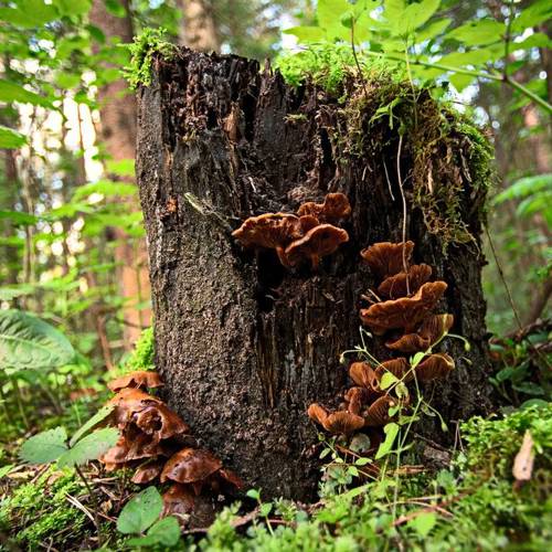 Ling Zhi (Lingzhi mushroom) plant