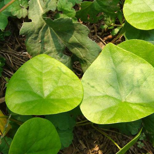 Fang Ji (Stephania roots) plant