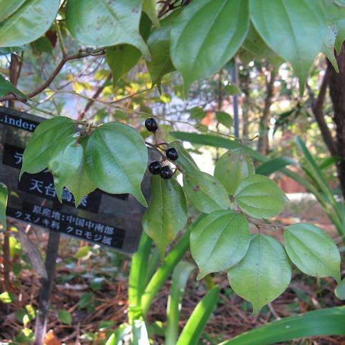 Wu Yao (Lindera roots) plant