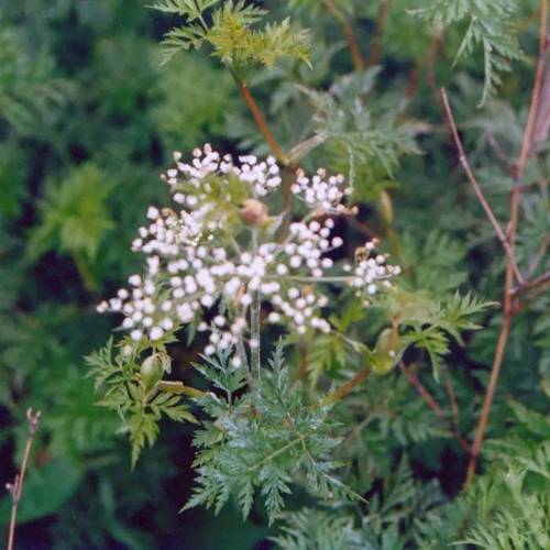 Chuan Xiong (Szechuan lovage roots) plant