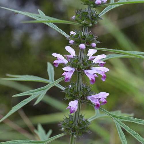Yi Mu Cao (Motherwort herbs) plant