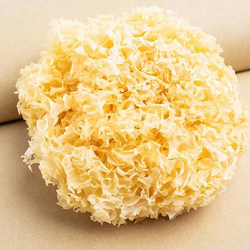 Bai Mu Er (Snow ear mushrooms) plant