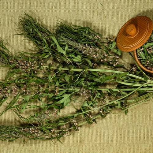 Yi Mu Cao (Motherwort herbs) as TCM ingredient