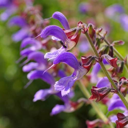 Dan Shen (Red sage roots) plant