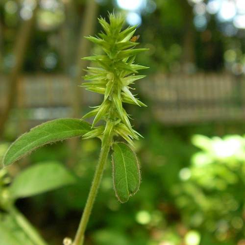 Niu Xi (Achyranthes roots) plant