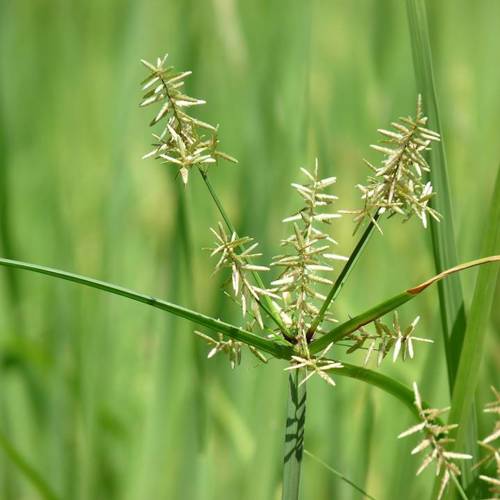 Xiang Fu (Coco-grass rhizomes) plant
