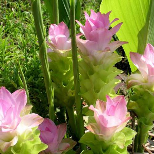 Yu Jin (Turmeric tubers) plant