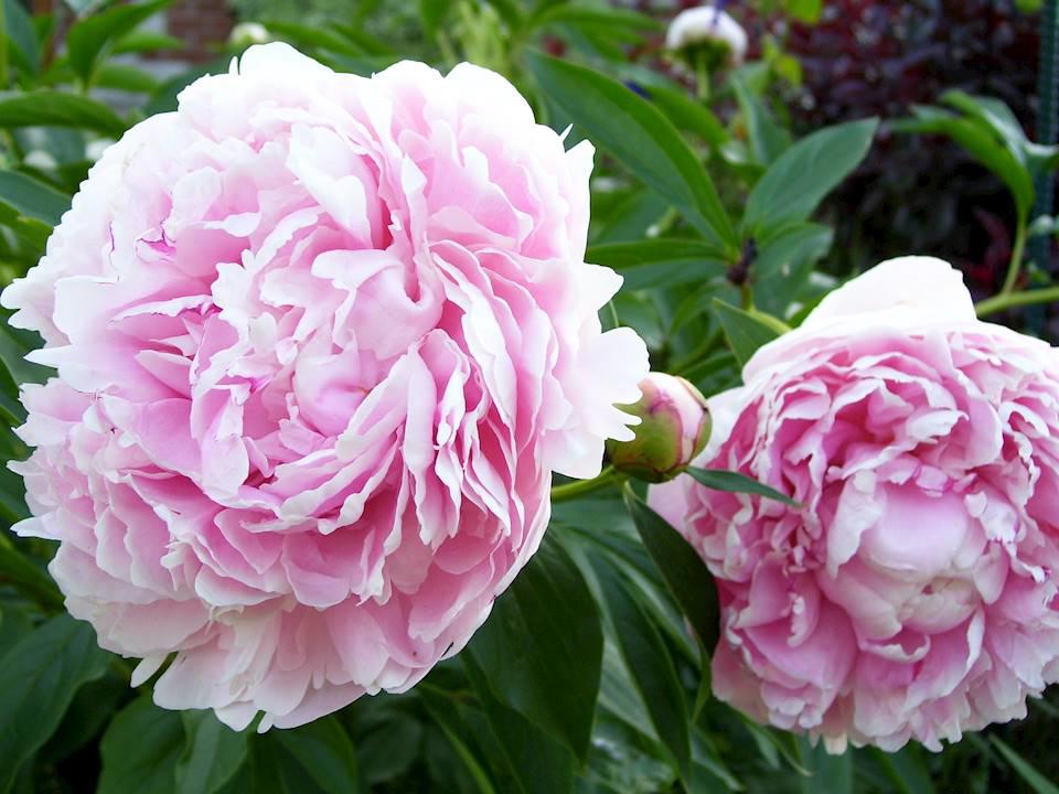 Bai Shao (White peony roots) plant