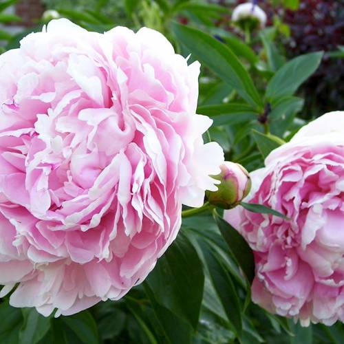 Bai Shao (White peony roots) plant