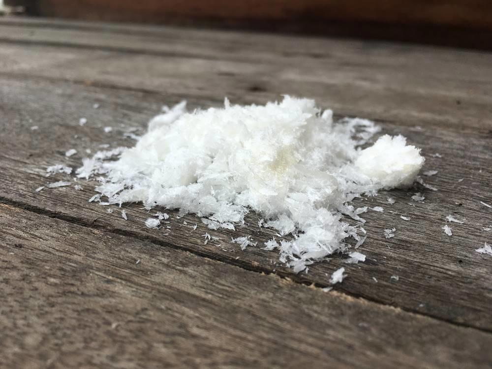 Zhang Nao (Camphor) plant