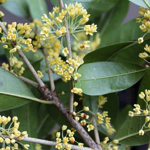 Gui Zhi (Cinnamon twigs) plant