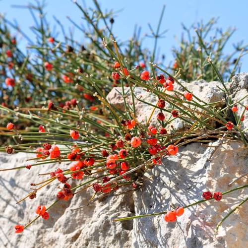 Ma Huang (Ephedra) plant