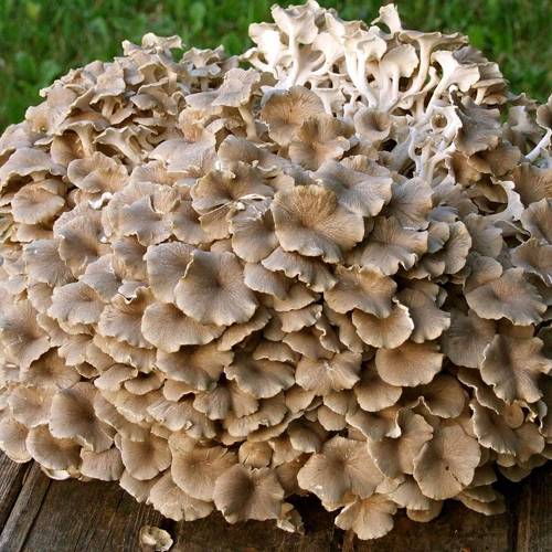 Zhu Ling (Polyporus) plant