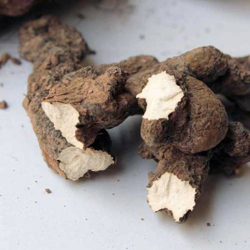 Zhu Ling (Polyporus) as TCM ingredient