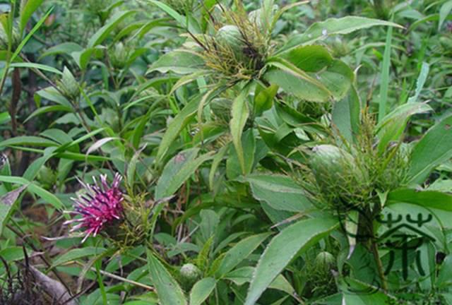 Bai Zhu (Atractylodes rhizomes) plant