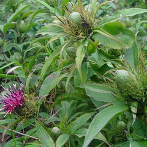 Bai Zhu (Atractylodes rhizomes) plant