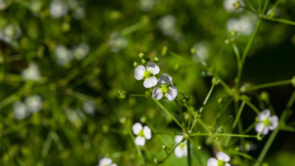 Ze Xie (Water plantain) plant