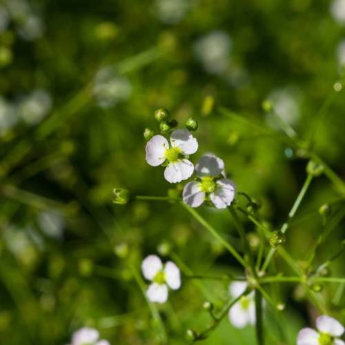 Ze Xie (Water plantain) plant