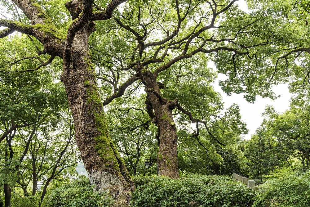 Zhang Nao (Camphor) as TCM ingredient