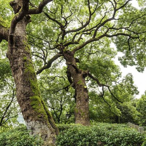 Zhang Nao (Camphor) as TCM ingredient