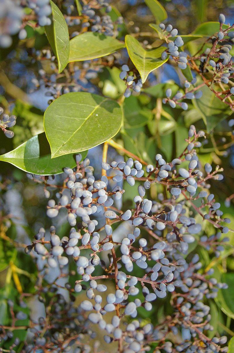 Nu Zhen Zi (Glossy privet fruits) plant