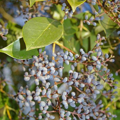 Nu Zhen Zi (Glossy privet fruits) plant