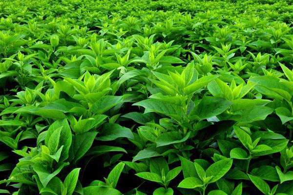 Xuan Shen (Ningpo figwort roots) plant