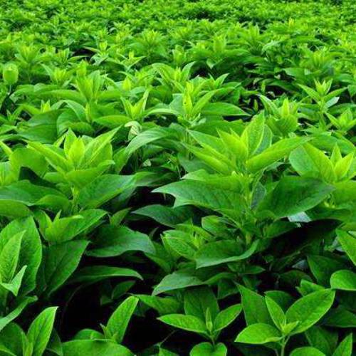 Xuan Shen (Ningpo figwort roots) plant