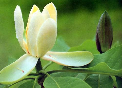 Hou Pu (Houpu Magnolia bark) plant