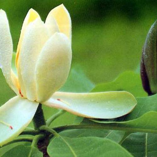 Hou Pu (Houpu Magnolia bark) plant