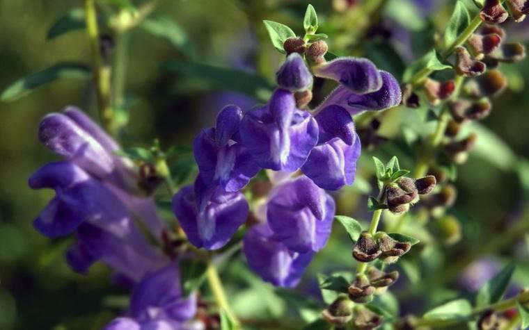 Huang Qin (Baikal skullcap roots) plant