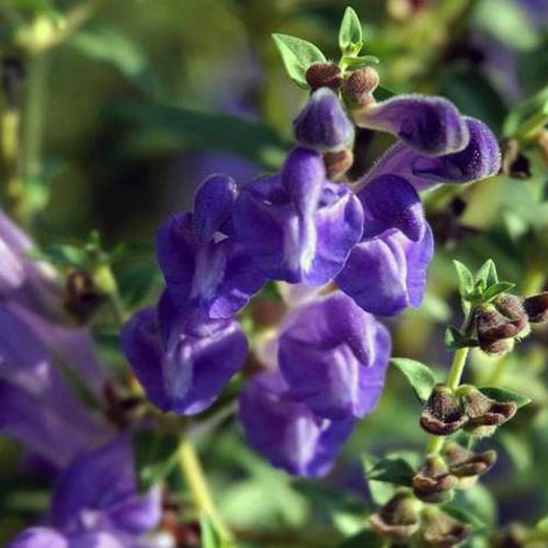 Huang Qin (Baikal skullcap roots) plant