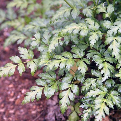 Huang Lian (Goldthread rhizomes) plant