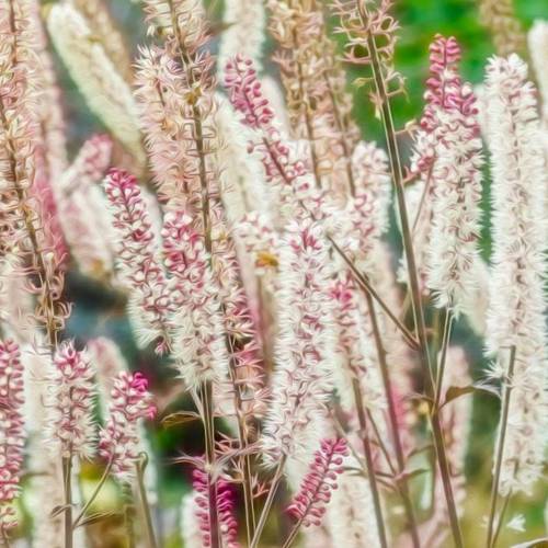 Sheng Ma (Bugbane rhizomes) plant