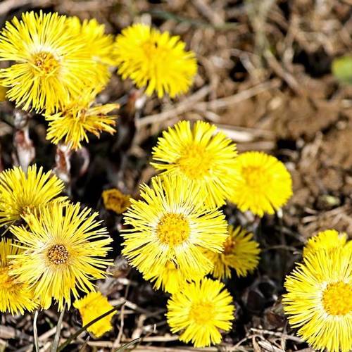 Kuan Dong Hua (Coltsfoot flowers) plant