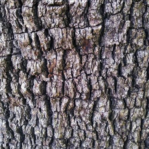 Sang Bai Pi (Mulberry bark) plant