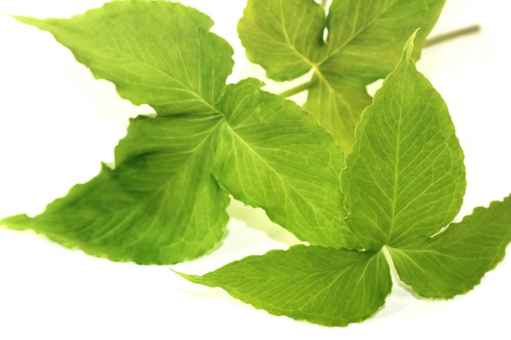 Ban Xia (Crow-dipper rhizomes) plant