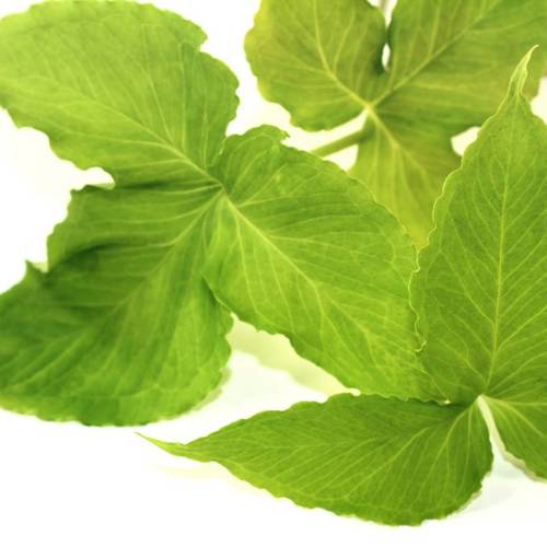 Ban Xia (Crow-dipper rhizomes) plant