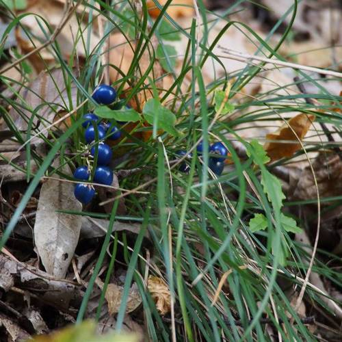 Mai Dong (Dwarf lilyturf roots) plant