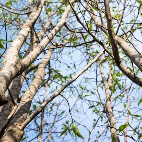 Chen Xiang (Agarwood) plant