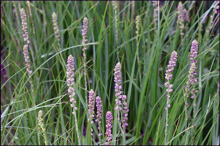 Zhi Mu (Anemarrhena rhizomes) plant