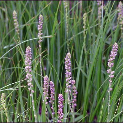 Zhi Mu (Anemarrhena rhizomes) plant